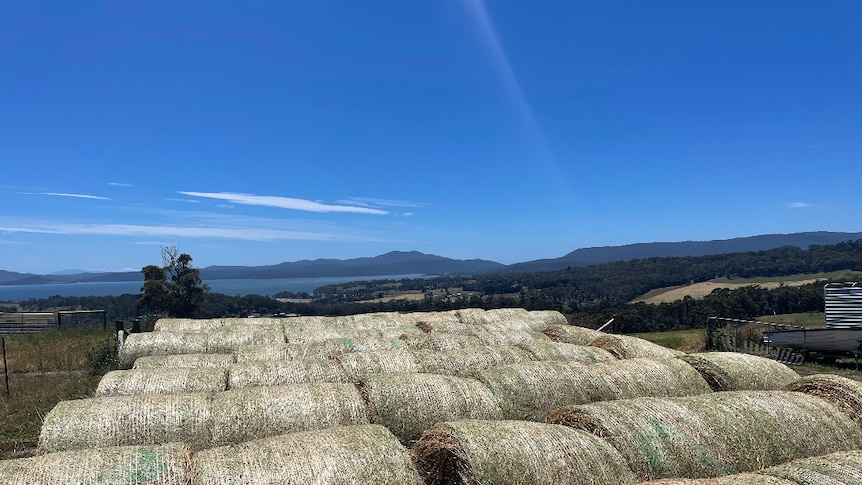 A big haul of hay on the Tasman Peninsula