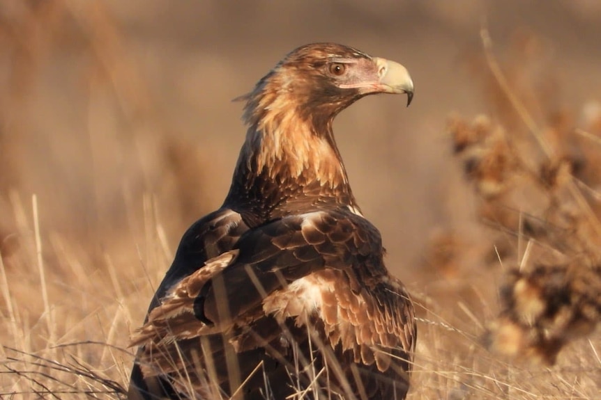 A close up of a wedge-tailed eagle in a dry brown paddock