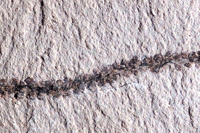 A close up of a fruiting spike from a new species of now extinct beech tree found in Patagonia