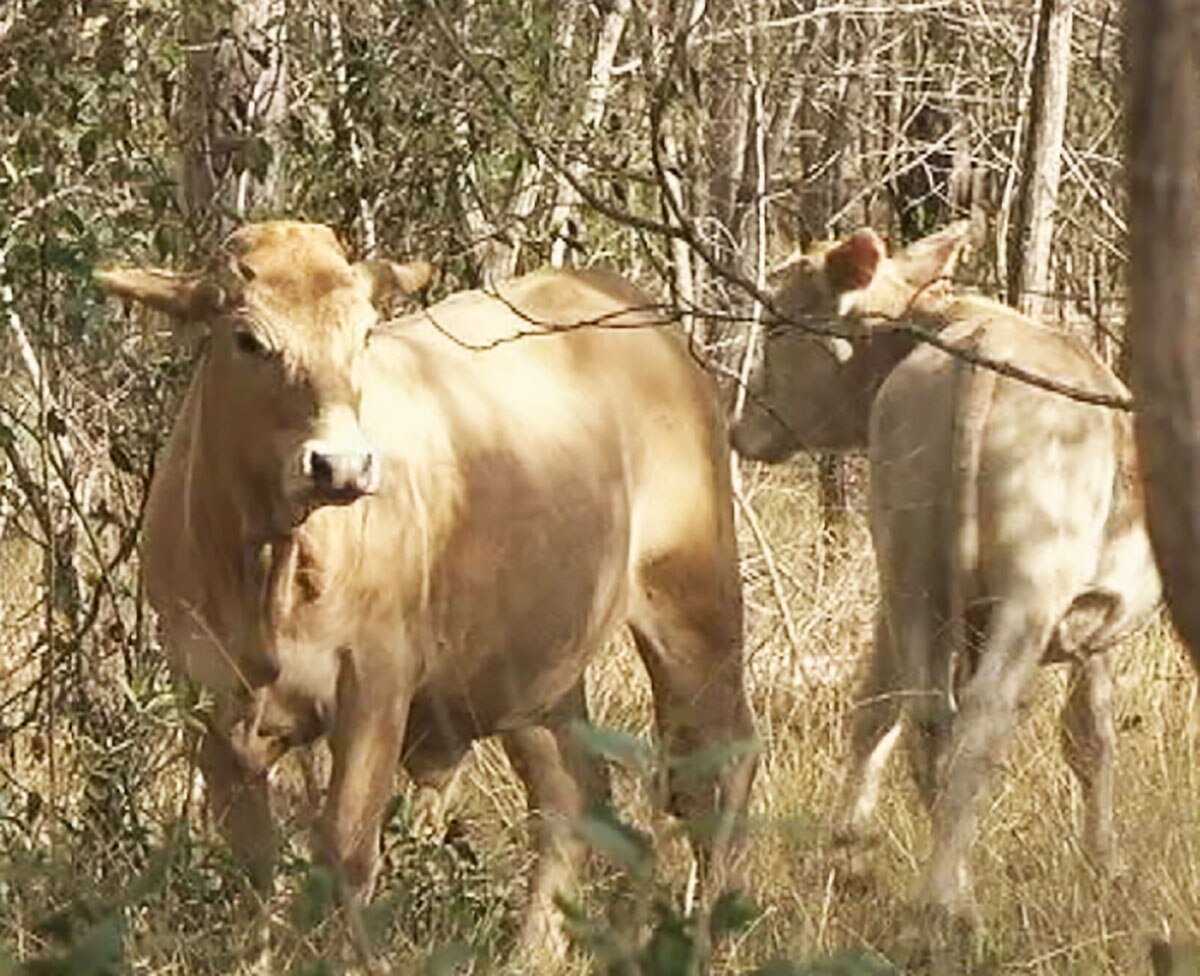 Cattle grazing leases in Queensland national parks unlikely to be