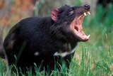 The Tarkine is the last disease-free stronghold of the threatened Tasmanian devil population.