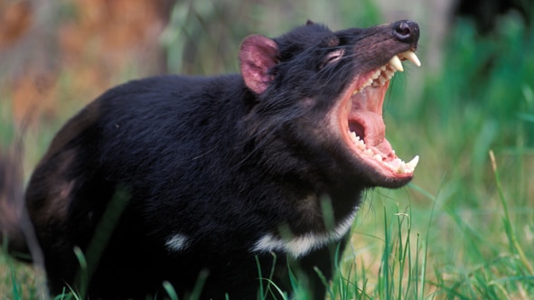 The Tarkine is the last disease-free stronghold of the threatened Tasmanian devil population.