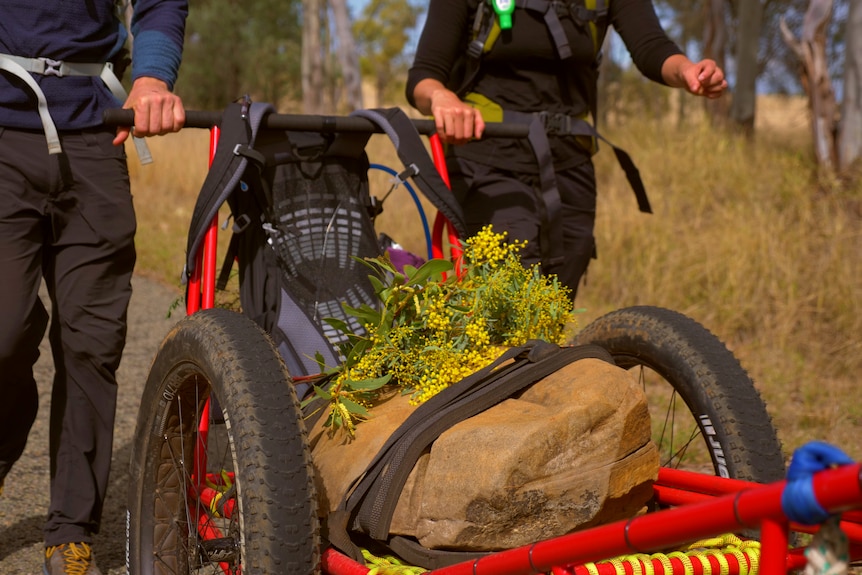 A sprig of wattle on top of a rock tied to a trailer pushed by two people.