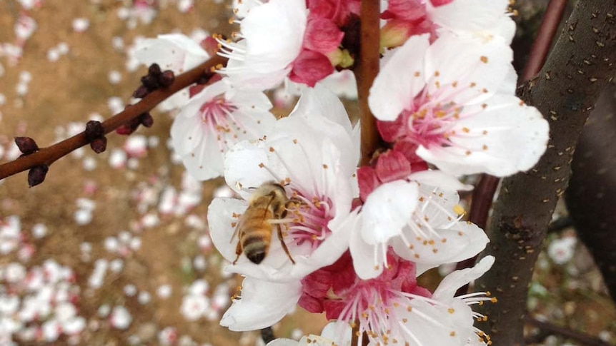 Busy bees in cherry blossom