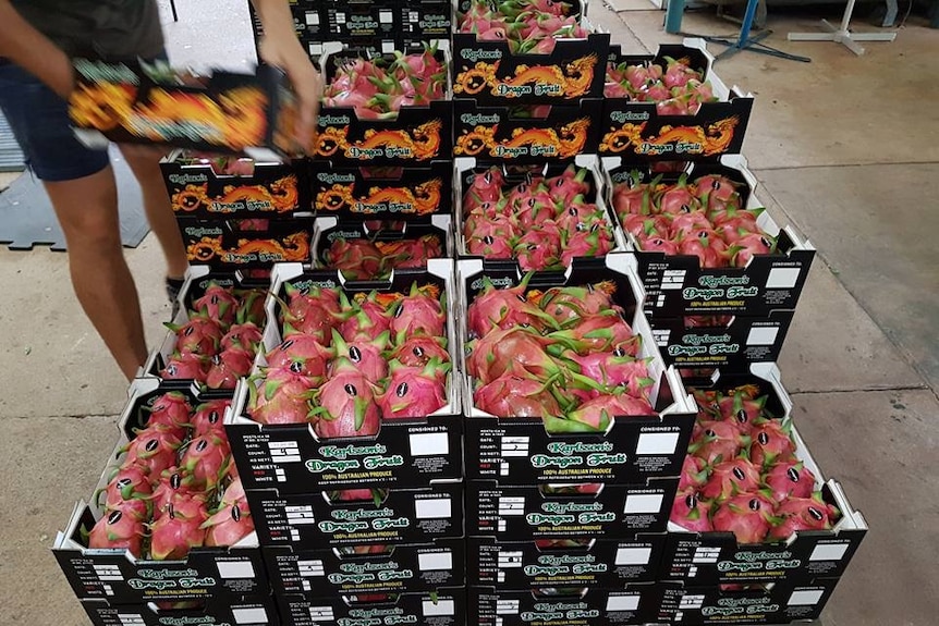 Dragon fruit from the Northern Territory getting packed