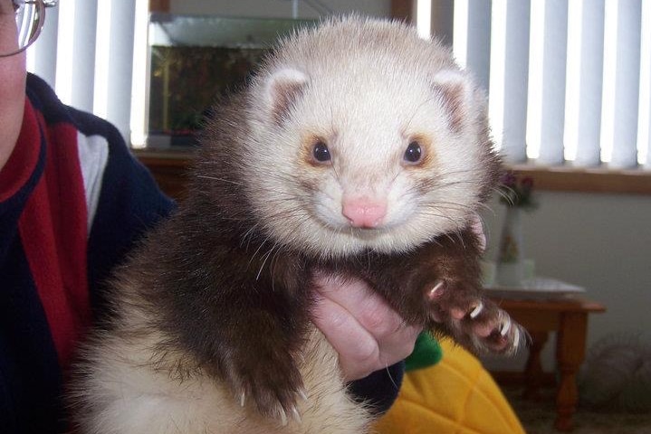 A ferret facing the camera being held up by its owner