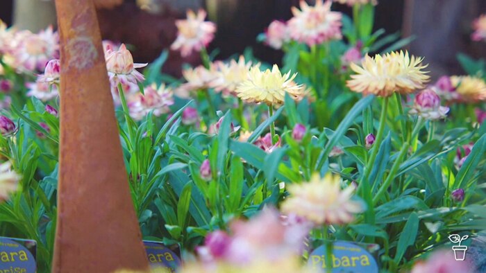 Pink and yellow flowers growing in pots at a nursery.