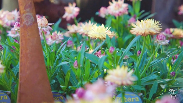 Pink and yellow flowers growing in pots at a nursery.