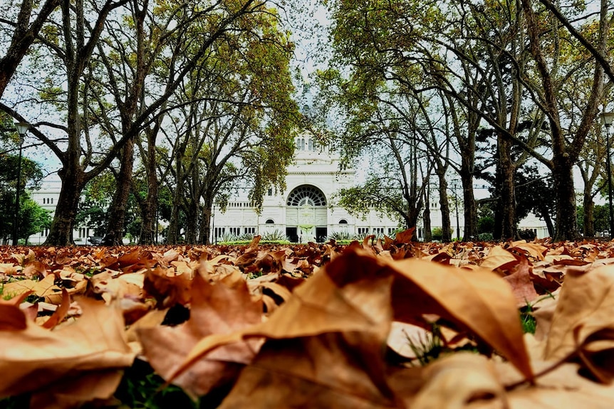 Autumn leaves in Carlton Gardens, Victoria. 