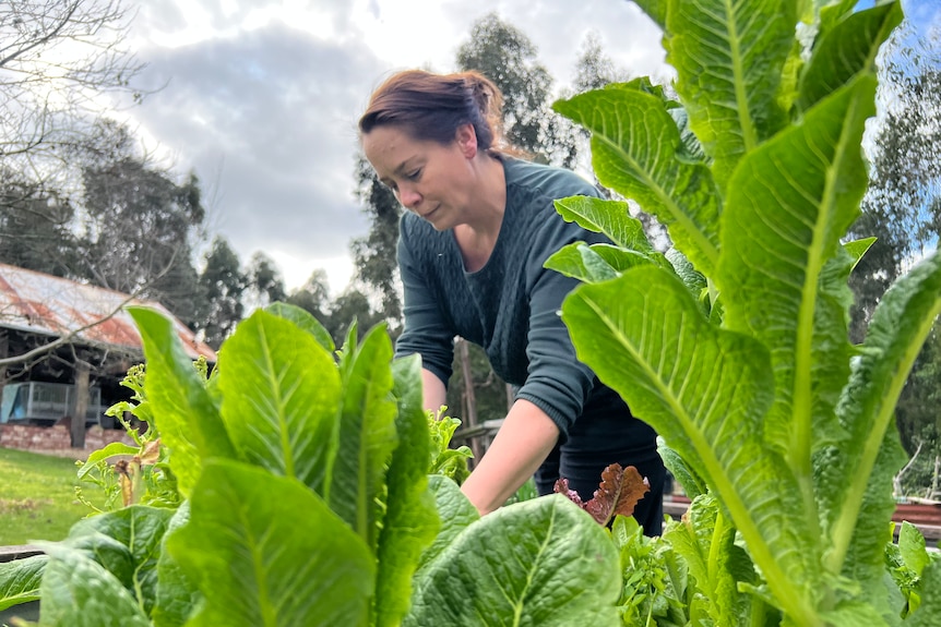 A woman bends down to tend to a garden of leafy plants