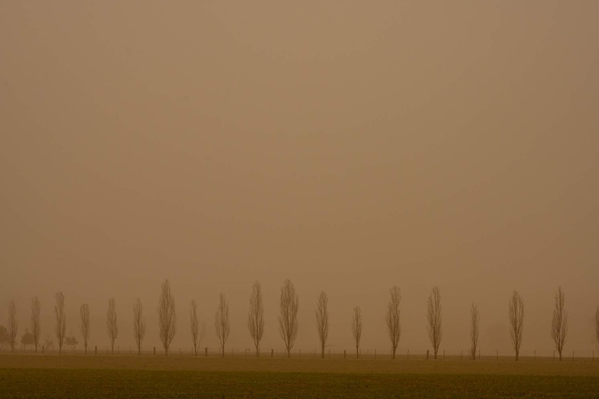 Trees stand tall  in drought-affected paddocks during a dust storm in Parkes, NSW.