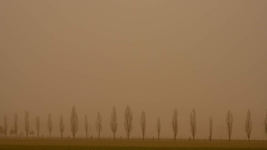 Trees stand tall  in drought-affected paddocks during a dust storm in Parkes, NSW.