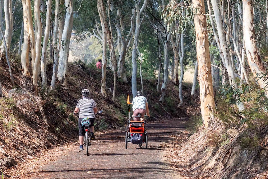 Man on bycycle tows bike trailer through old railway cutting surrounded by gum trees