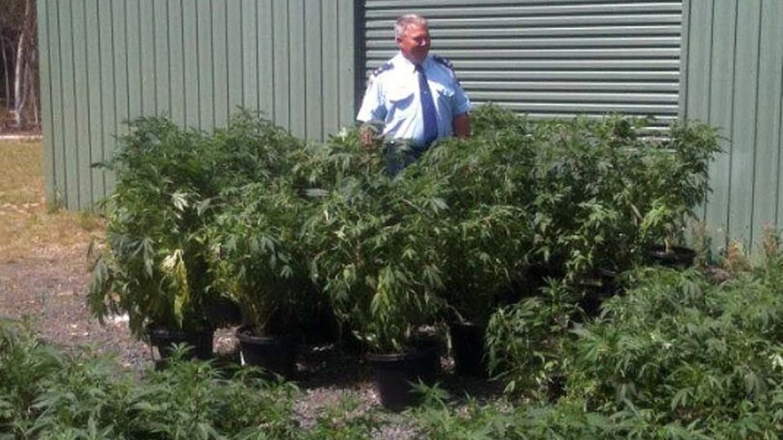 A NSW police officer looks at a haul of hydroponically grown cannabis