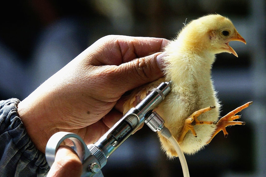 Chicken being injected with a vaccine