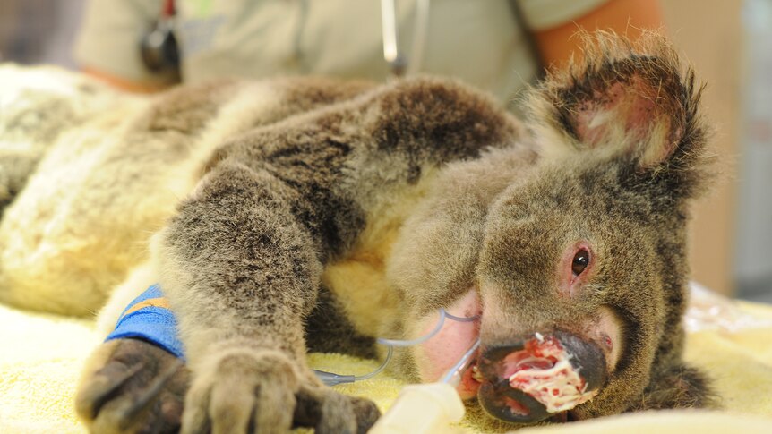 The six-year-old koala was found at Kippa-Ring north of Brisbane with slugs in its limbs and head.