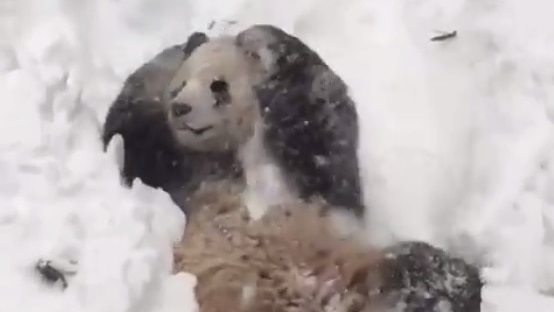 Tian Tian the panda plays in snow at the National Zoo in Washington.