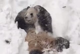 Tian Tian the panda plays in snow at the National Zoo in Washington.