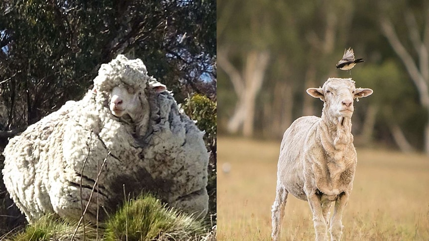 Two images show Chris the sheep in 2015 before he was shorn and 2019.
