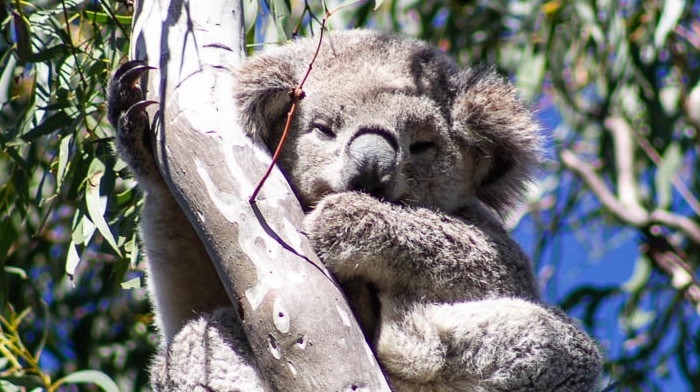 Koala in a tree.