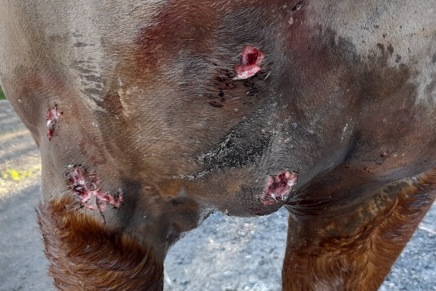 Horse injury through dog attack 2