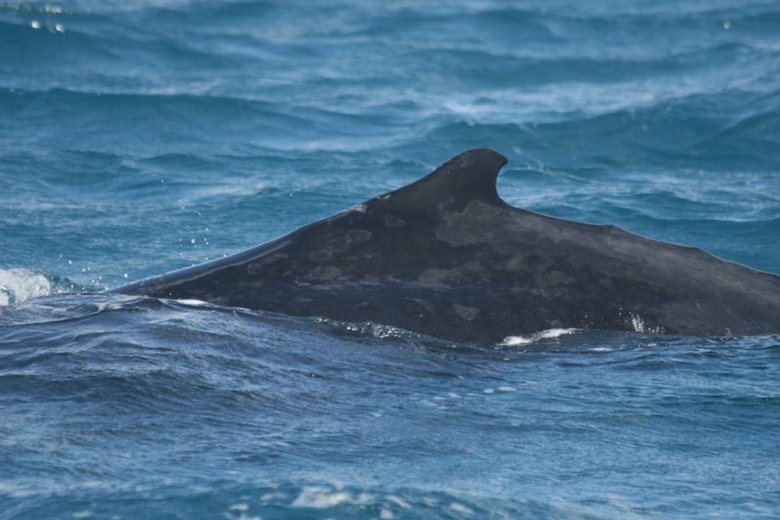 Bullakar the humpback whale