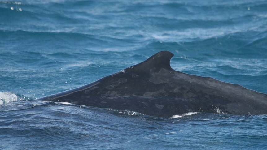 Bullakar the humpback whale