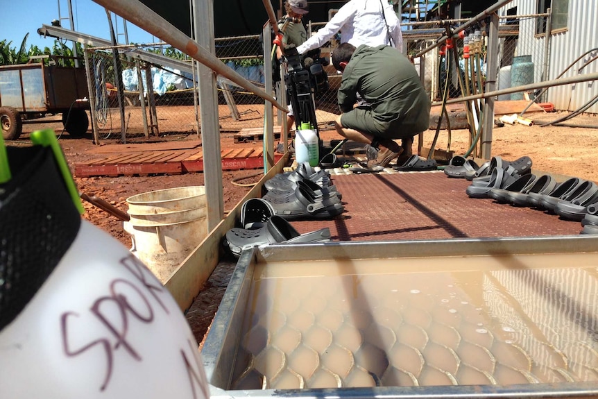 Decontamination point on a Mareeba banana farm