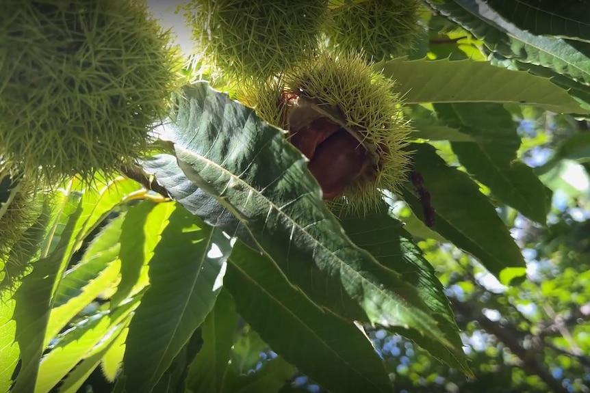 A closeup photo of chestnuts on a tree, which grow as small green spiky balls.