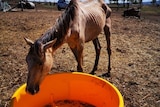 A thin horse eats from a plastic tub on a property west of Toowoomba.