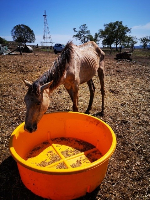 A thin horse eats from a plastic tub on a property west of Toowoomba.