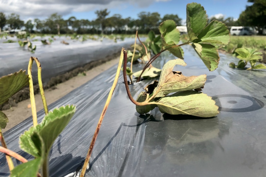 A burnt stunted strawberry runner.