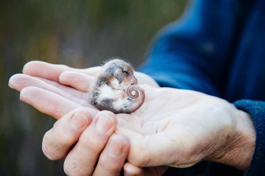 A tiny marsupial on the palm of a person's hand 