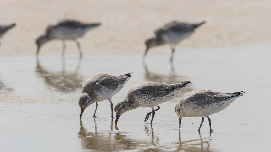 Red knots on a shoreline foraging for molluscs.