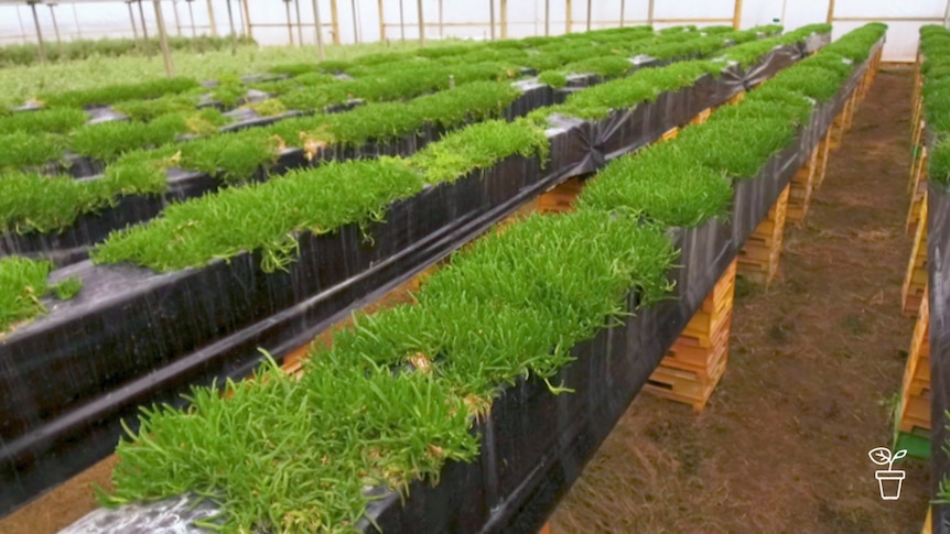 Rows of green plants growing in commercial-sized greenhouse
