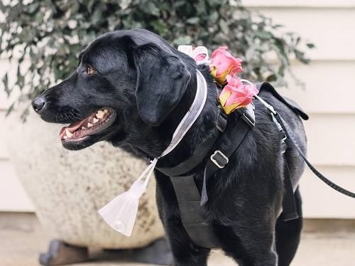 Black lab stands with flowers around neck and rings for bride and groom.