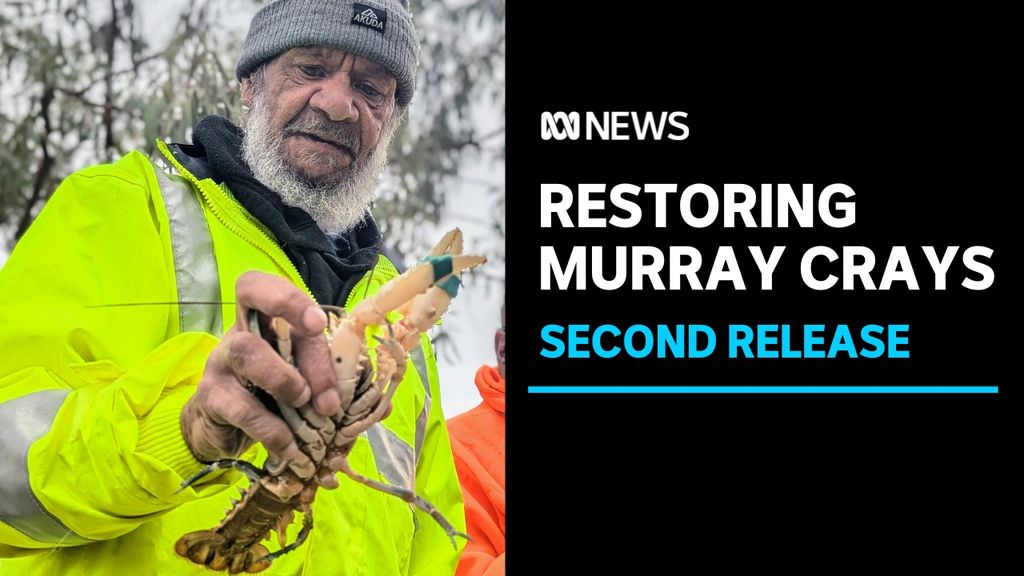 Second release of protected Murray crayfish into SA stretch of River ...