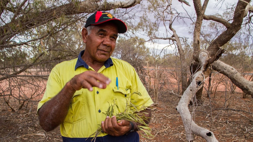 An Indigenous Elder in a high visibility shirt stands in a bush landscape holding up some leaves of native vegetation.