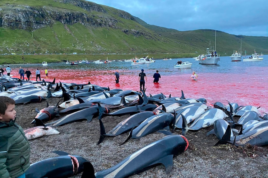 Faeroe Islands dolphin slaughter