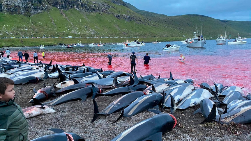 Faeroe Islands dolphin slaughter
