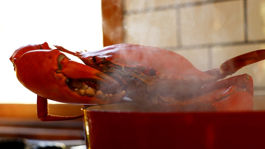 A red, cooked mud crab on the side of a pot.
