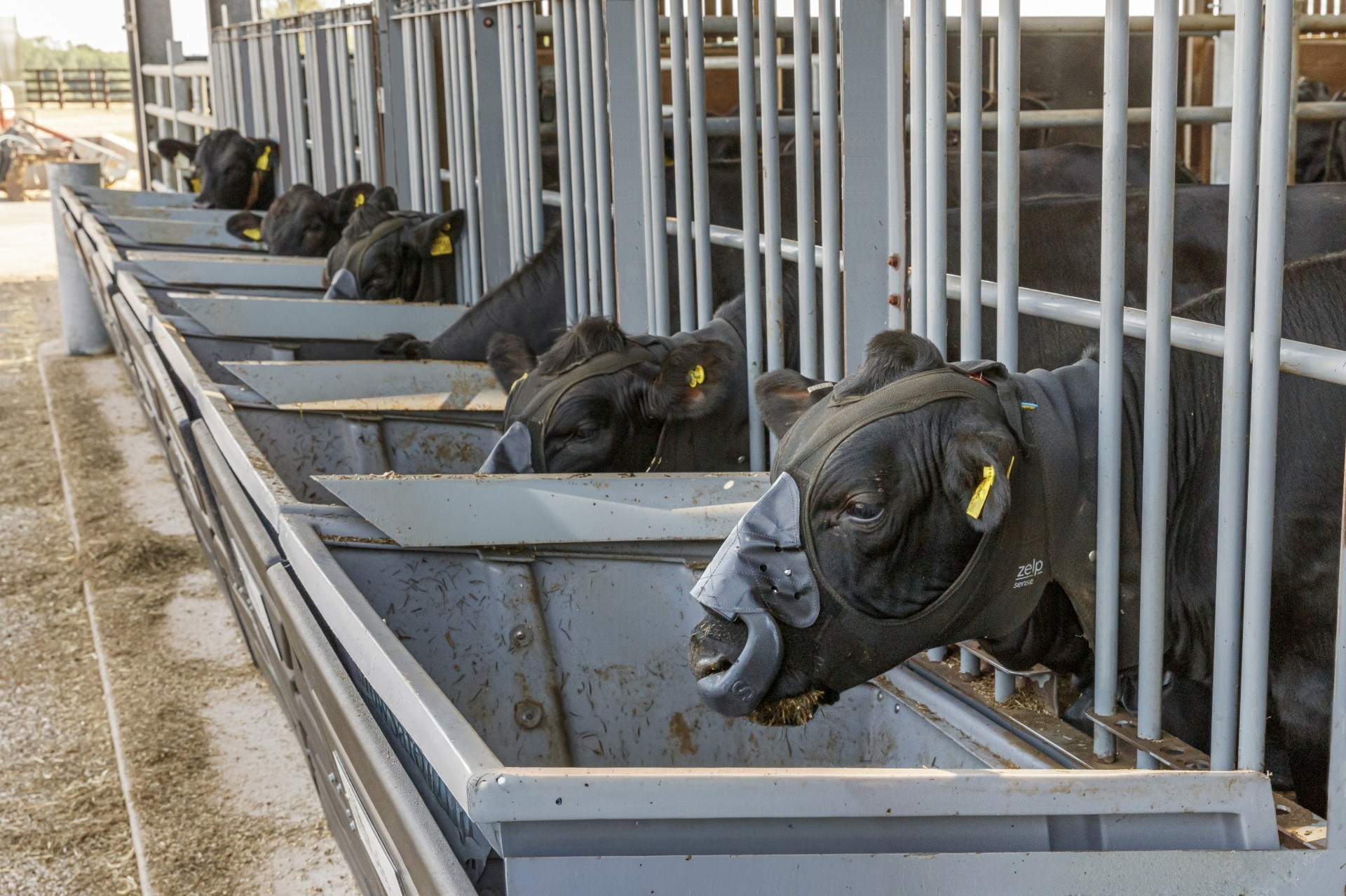 cattle in pen with emission measuring masks on