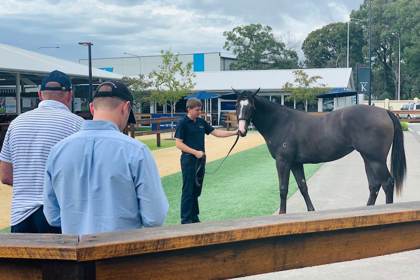 A horse is held by a man wearing black clothes as two men in blue shirts watch on