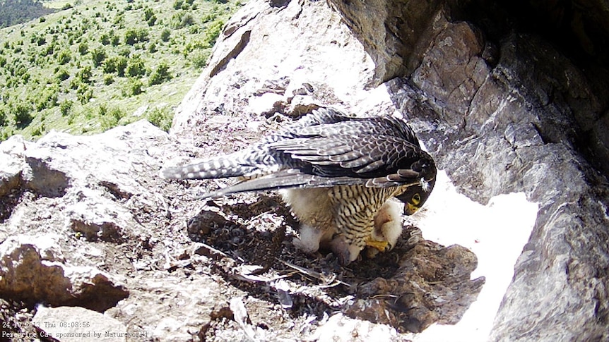 The female peregrine falcon shelters the chicks from the intense sun at the nest.