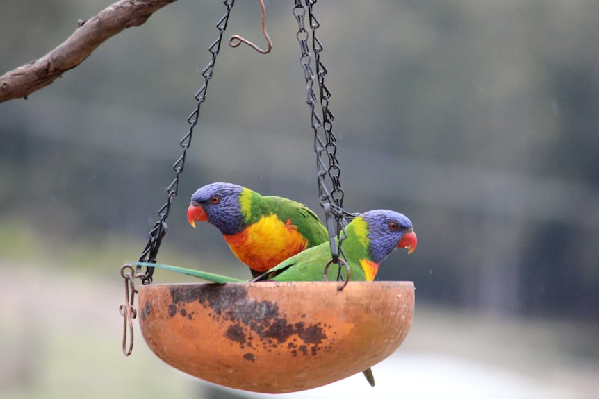 Picture of colourful birds in a bird bath