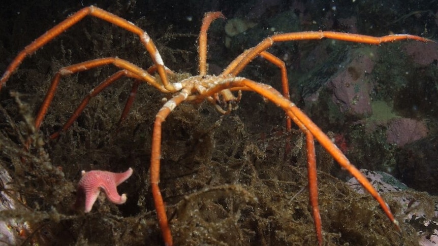 Scientists found more than 8,000 species in Antarctica's marine environment, including this sea spider.