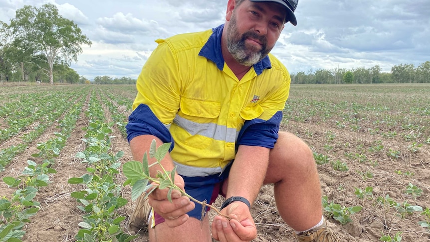 A farmer kneels in a field, holding a shoot of from his crop.