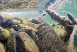 A composite image showing clear water and rocks and another image of furry rocks.