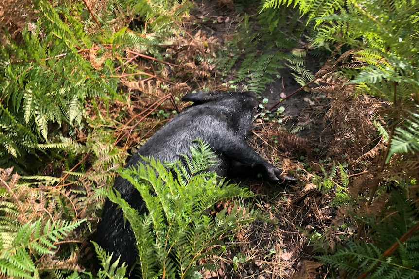 A dead black pig lies in green undergrowth.