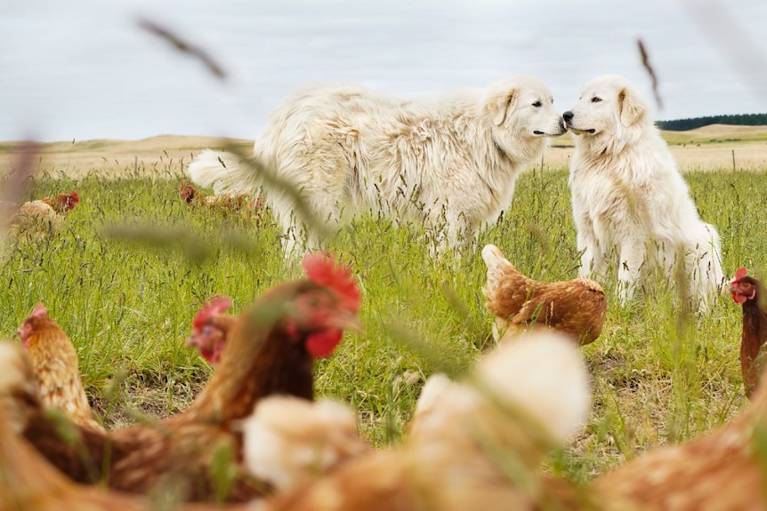 Two maremmas touch faces in the paddock where they oversee the chickens.